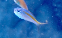 Caesio