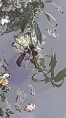 Chrysemys picta marginata