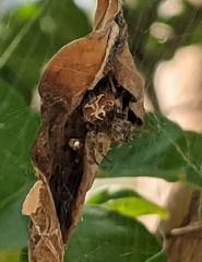 Metepeira labyrinthea