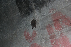 Myotis bechsteinii