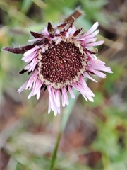 Erigeron uniflorus