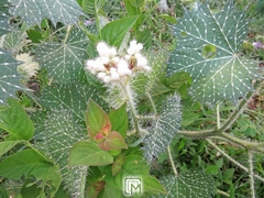 Cnidoscolus angustidens