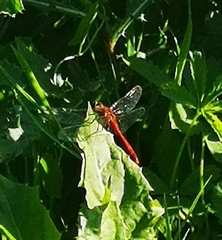 Sympetrum sanguineum