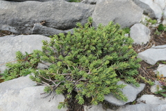 Thymelaea tinctoria