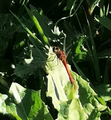 Sympetrum sanguineum