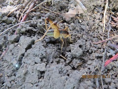 Ceuthophilus maculatus