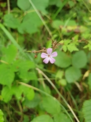 Geranium robertianum