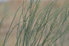 Thymelaea passerina