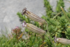 Silene ciliata