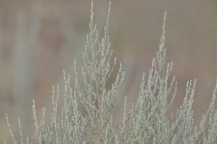 Artemisia