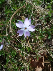 Phlox subulata