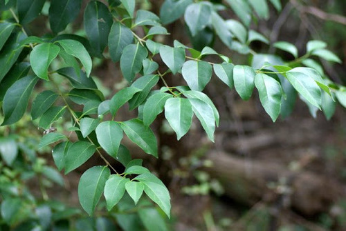 Japanese Privet (LA Urban Forest Program) · iNaturalist