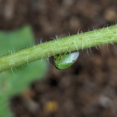 Spissistilus festinus