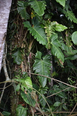 Philodendron leyvae