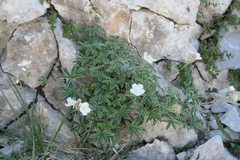 Potentilla alchimilloides