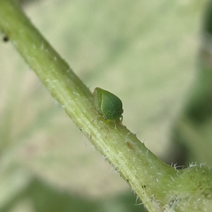 Spissistilus festinus