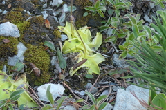 Pinguicula