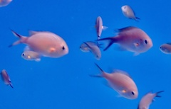 Chromis flavaxilla