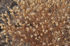 Klasea erucifolia