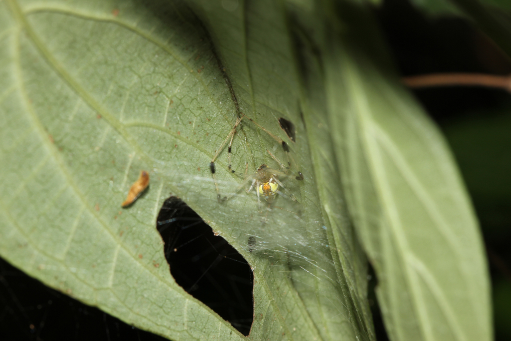Chrysso compressa