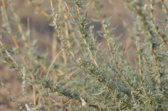 Bassia prostrata