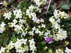 Galium anisophyllon