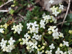 Galium anisophyllon