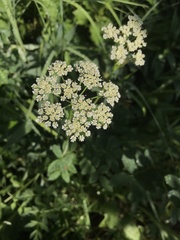Ligusticum porteri