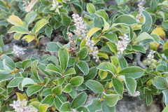Salix pyrenaica
