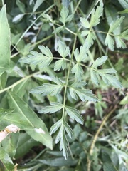 Ligusticum porteri