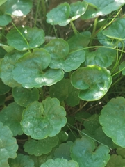 Hydrocotyle vulgaris