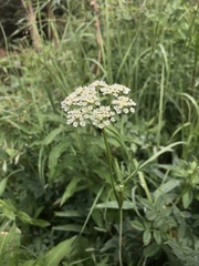 Ligusticum porteri