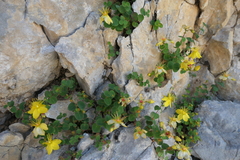 Hypericum nummularium