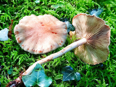 Pyrrhulomyces astragalinus