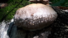 Fungi