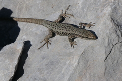 Podarcis muralis