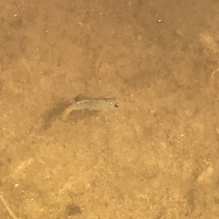 Cyprinodon macularius