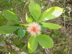 Pithecellobium keyense