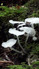 Fungi