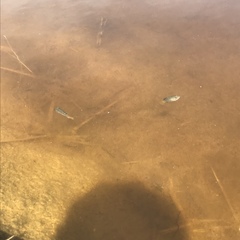 Cyprinodon macularius