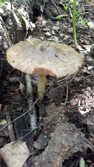 Pluteus