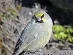 Melanodera xanthogramma