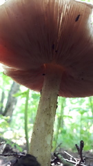 Pluteus