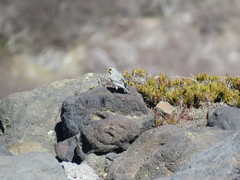 Melanodera xanthogramma