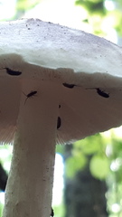 Pluteus