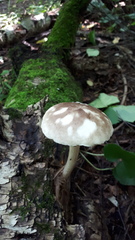 Pluteus