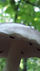 Pluteus