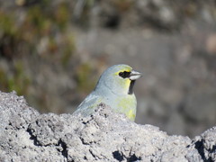 Melanodera xanthogramma