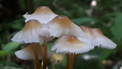 Mycena