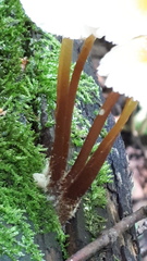 Mycena